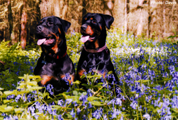 Blue Belles